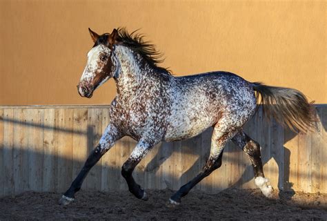 horse breed that are similar to appaloosa